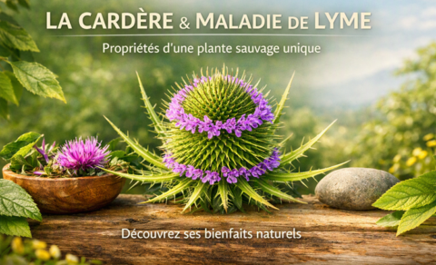 Cardère maladie de lyme