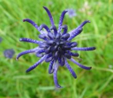 Harpagophytum, la Griffe du Diable