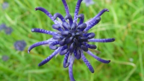 Harpagophytum, la Griffe du Diable