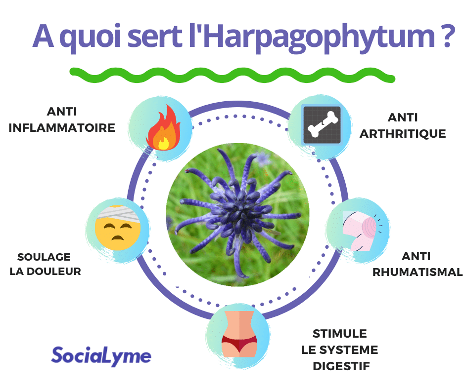 A-quoi-sert-la-Griffe-du-Diable-Harpagophytum