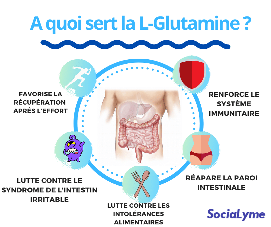 L-Glutamine intestins