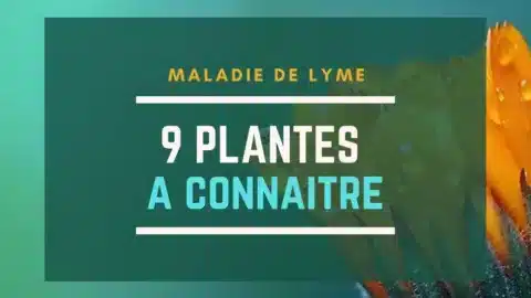 Maladie de Lyme 9 plantes à connaitre