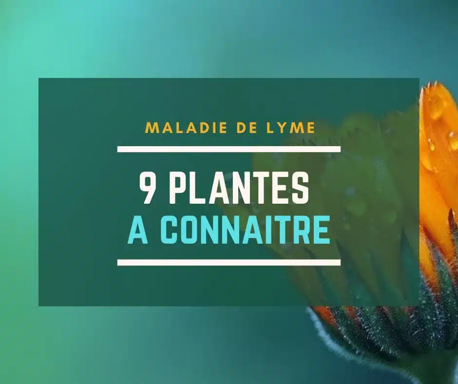 Maladie de Lyme 9 plantes à connaitre