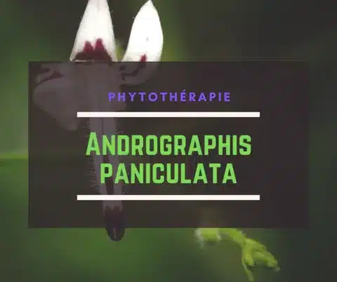 Andrographis Paniculata