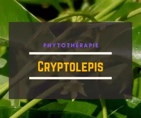 Cryptolepis-Sanguinolenta