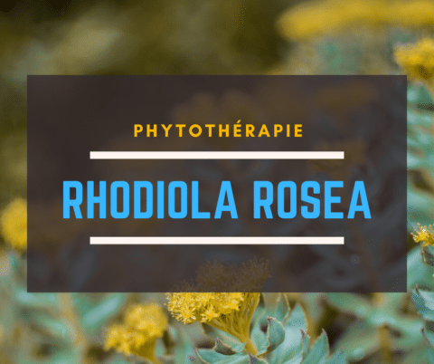 Rhodiola Rosea