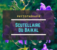 Scutellaire du Baïkal