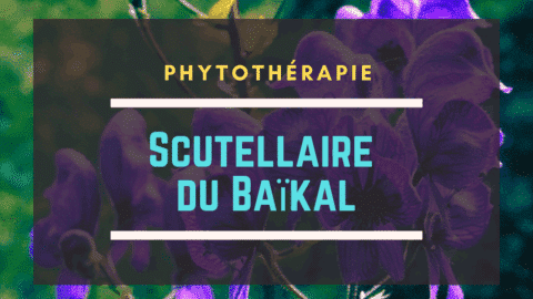 Scutellaire du Baïkal