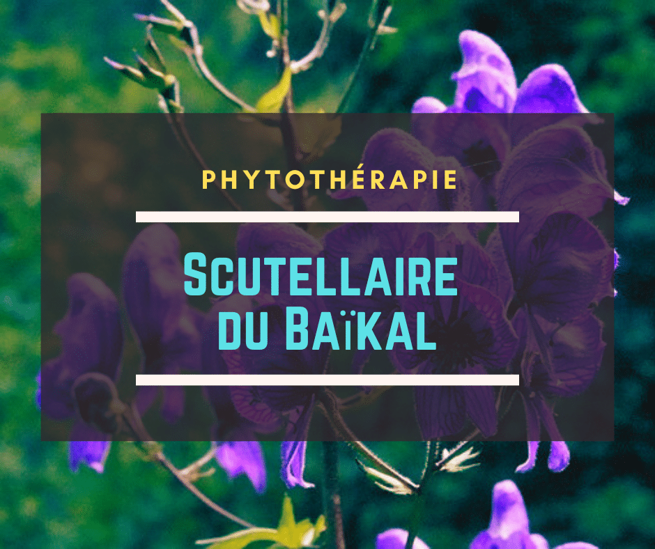 Scutellaire du Baïkal