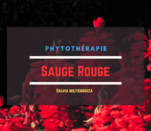 Sauge Rouge (Salvia miltiorrhiza)
