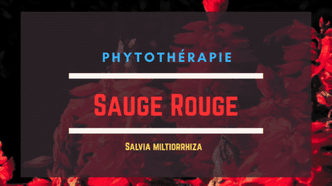 Salvia miltiorrhiza
