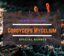 Cordyceps Mycelium