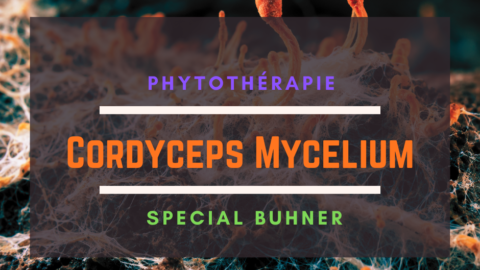 Cordyceps Mycelium