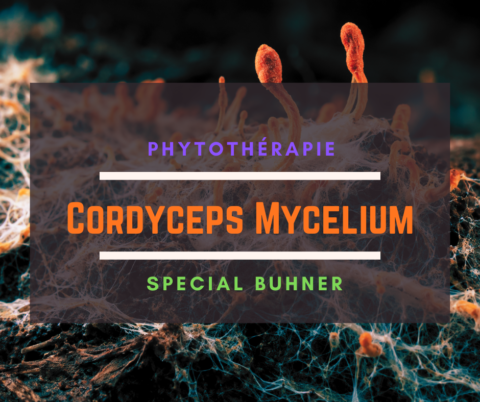Cordyceps Mycelium