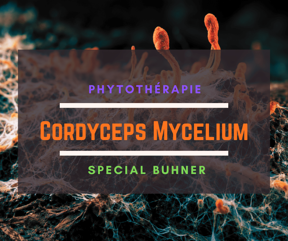 Cordyceps Mycelium