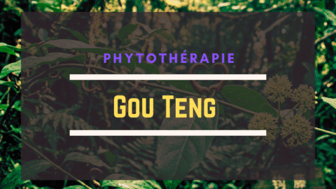 Gou Teng (Uncaria rhynchophylla)