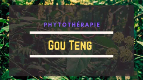 Gou Teng (Uncaria rhynchophylla)
