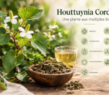 Houttuynia Cordata